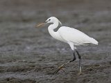 Rode-zeerifreiger (witte fase) - Mangrovegebied bij Minab