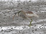 Indische ralreiger - Mangrovegebied bij Minab