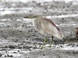 Indische ralreiger - Mangrovegebied bij Minab