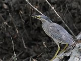 Mangrovereiger - Mangrovegebied bij Minab