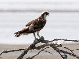 Visarend - Mangrovegebied bij Minab