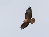 Arendbuizerd - Elboers gebergte (bij Semnan)