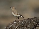 Izabeltapuit - Elboers gebergte (bij Semnan)