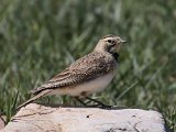 Bergkalanderleeuwerik - Elboers gebergte (bij Semnan)