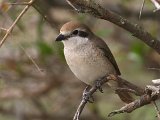 Turkestaanse klauwier -  Miankaleh Wildlife Sanctuary