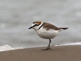 Strandplevier - Strand Kaspische zee