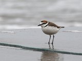 Strandplevier - Strand Kaspische zee