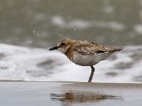 Woestijnplevier - Strand Kaspische zee