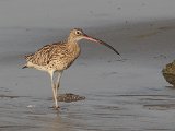 Wulp - Strand Perzische golf bij Bandar Abbas