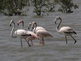 Flamingo - Kust Perzische golf bij Bandar Abbas