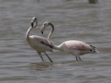 Flamingo - Kust Perzische golf bij Bandar Abbas