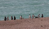06592_pinguins