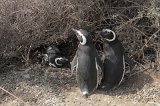 06639_pinguins