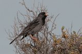 06772_sierra_finch