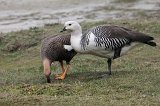 07239_uplandgeese