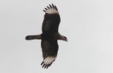 07273_crested_caracara