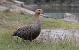 07297_uplandgoose