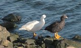 07442_kelpgeese