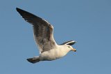 07483_kelpgull