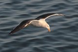 07501_kelpgull