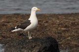 07594_kelpgull