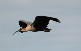 07689_ibis