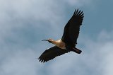 07864_ibis