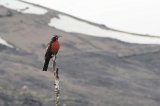 08479_longtailed_meadowlark