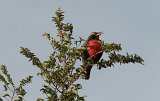 08498_longtailed_meadowlark