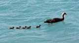 08732_upland_goose_met_chicks