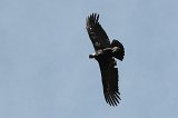 08828_condor-1