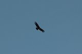 08832_condor_950p