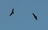 08844_condors