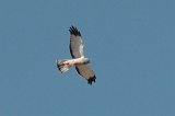 09015_cinareus_harrier