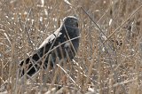 09068_cinereous_harrier