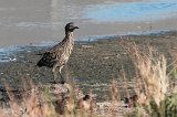 09381_night_heron