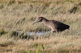 09406_night_heron