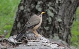 09715_thrush