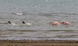 10020_zwanen_en_flamingos