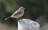 10083_mockingbird