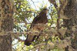 10207_kuifcaracara_juv