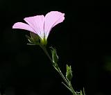 Img_3740_Escuain