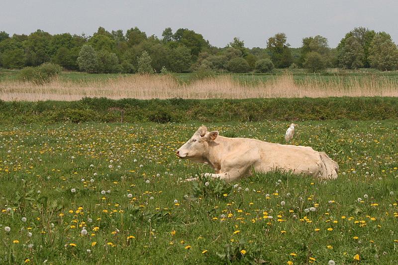 07_IMG_7192.JPG - Les Dombes, koe met Koereiger