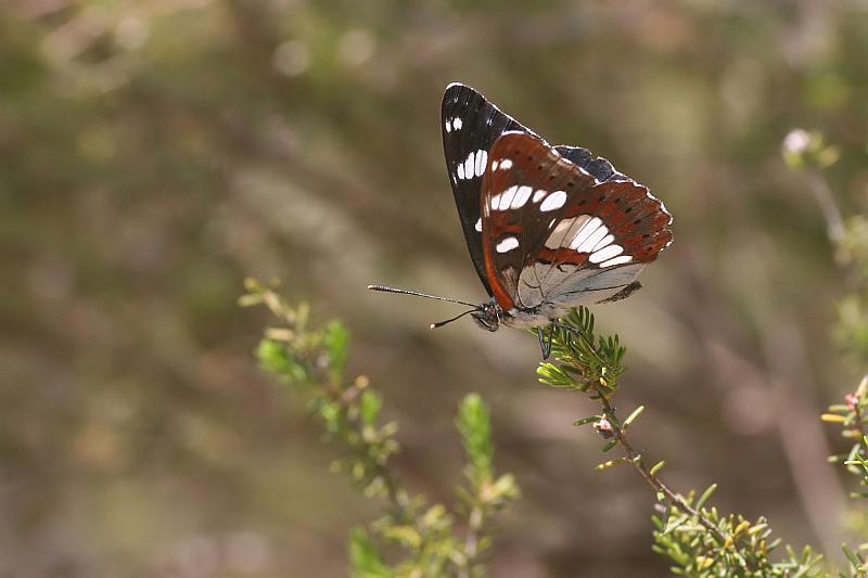 48_IMG_7317.JPG - Blauwe ijsvogelvlinder (Limenitis reducta) - Paratge natural de L'Albera