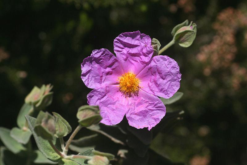 56_IMG_7380.JPG - Cistus albidus - Paratge natural de L'Albera