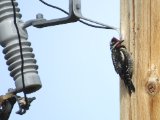 Geelbuiksapspecht -  Yellow-bellied Sapsucker  (Alaska)