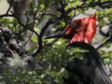 Magelhaenspecht -  Magellanic Woodpecker  (Argentinië)