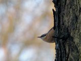 Boomklever -  Eurasian Nuthatch  (NL)