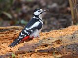 Grote bonte specht - Great Spotted Woodpecker (NL, Annen)