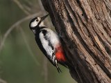 Witvleugelspecht -  White-winged Woodpecker  (Kazachstan)